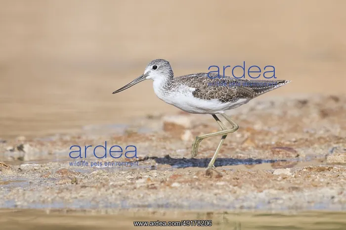  : Common Greenshank (Tringa nebularia) foraging