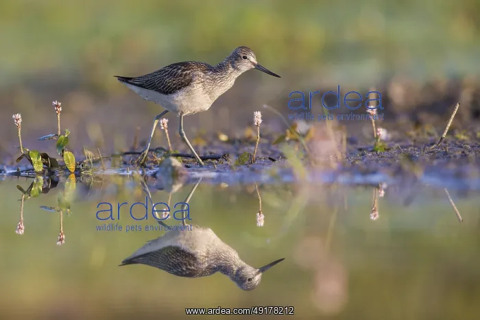 : Common Greenshank (Tringa nebularia) foraging : Common Greenshank (Tringa nebularia) foraging