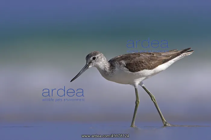 : Common Greenshank (Tringa nebularia), Oman : Common Greenshank (Tringa nebularia), Oman