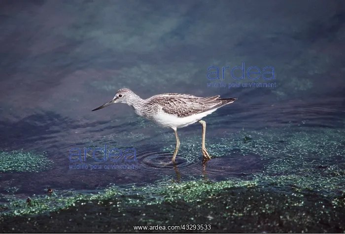  : Common Greenshank - wading through water