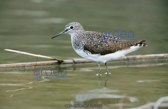 : Common Greenshank - In winter plumage : Common Greenshank - In winter plumage