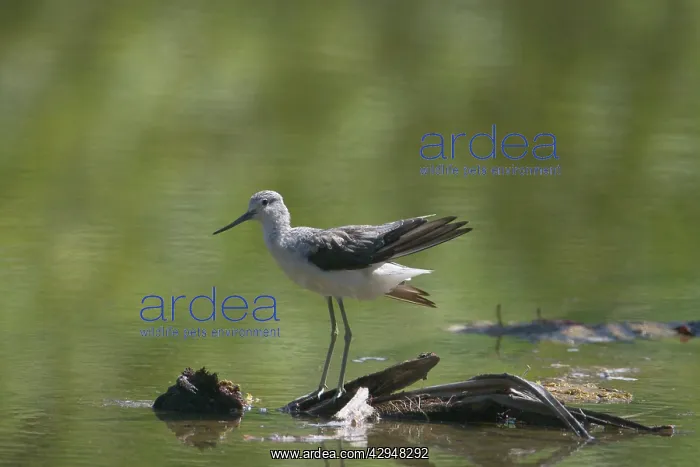 : Common Greenshank - in winter plumage, preening : Common Greenshank - in winter plumage, preening
