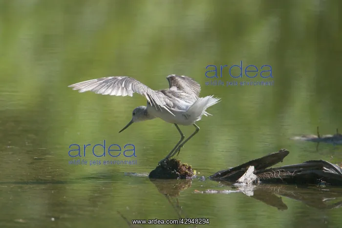: Common Greenshank - in winter plumage, preening : Common Greenshank - in winter plumage, preening