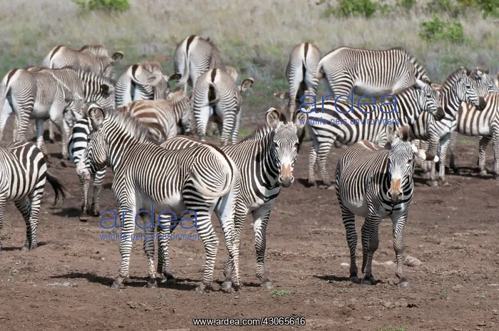 : Common and Grevy's Zebras (Equus quagga : Common and Grevy's Zebras (Equus quagga