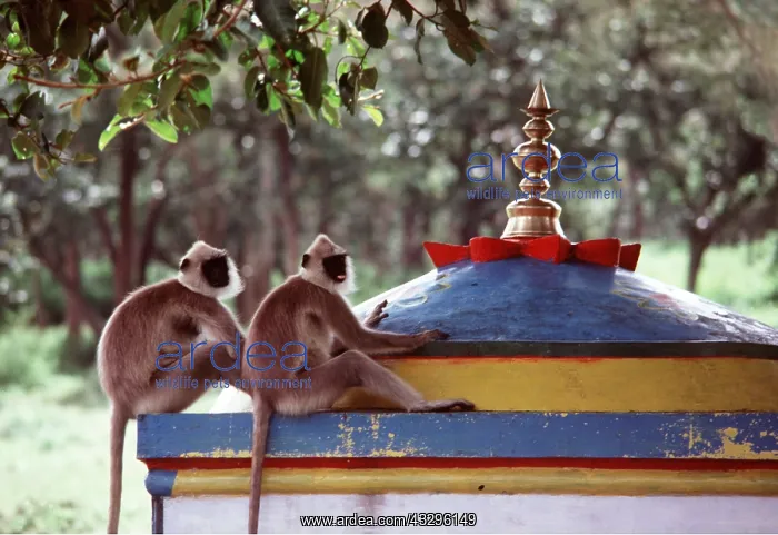 : Common / Grey Langur MONKEYS - two at temple : Common / Grey Langur MONKEYS - two at temple