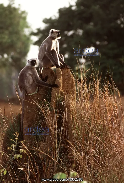 : Common / Grey LANGUR MONKEYS - x two, on termite mound : Common / Grey LANGUR MONKEYS - x two, on termite mound