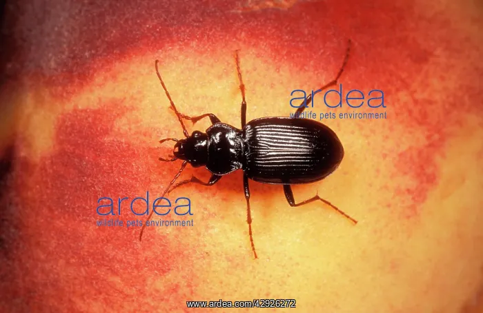 : Common Ground Beetle : Common Ground Beetle