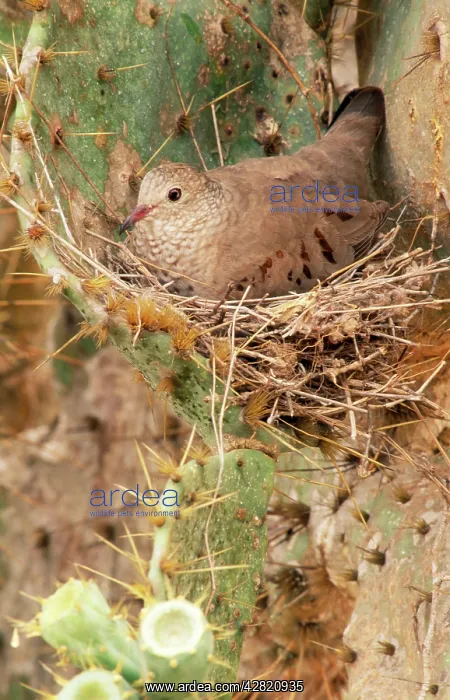 : Common Ground Dove : Common Ground Dove