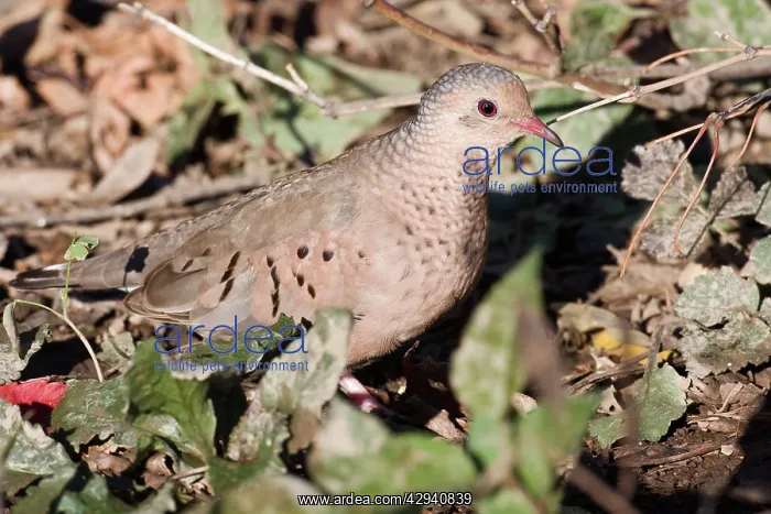  : Common Ground Dove