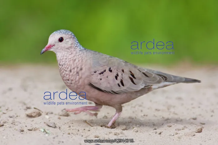 : Common Ground Dove : Common Ground Dove