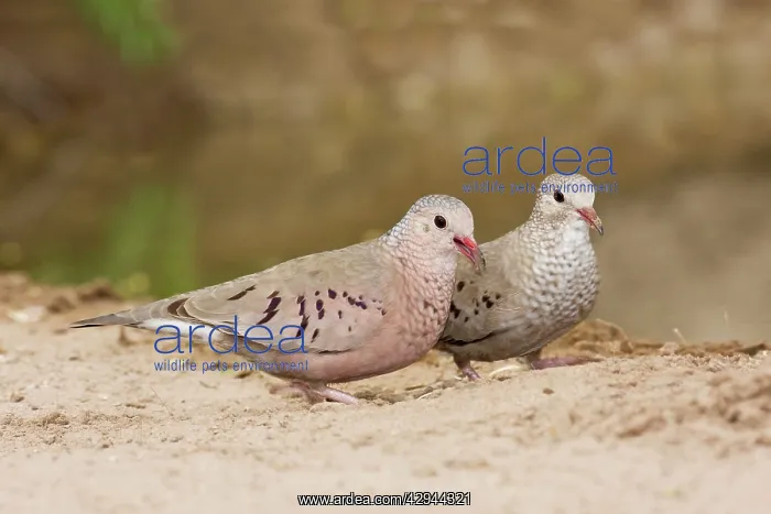 : Common Ground Dove : Common Ground Dove