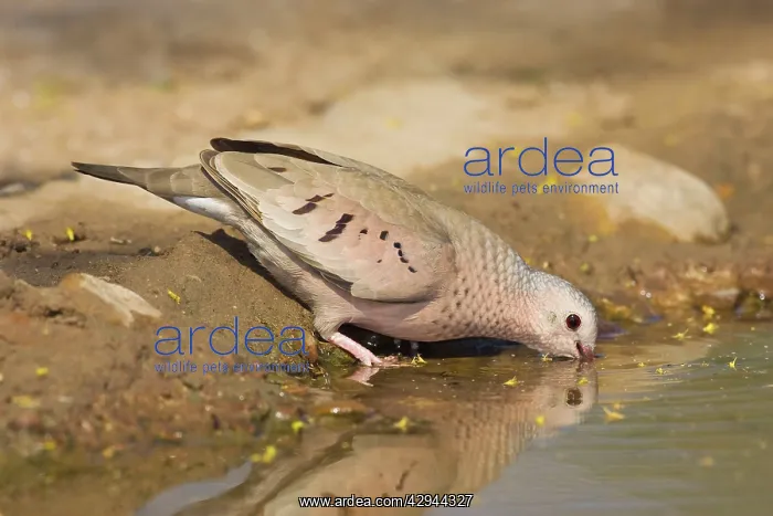 : Common Ground Dove : Common Ground Dove