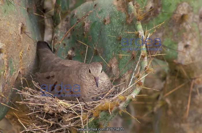 : Common Ground Dove - On nest in prickly pear cactus : Common Ground Dove - On nest in prickly pear cactus