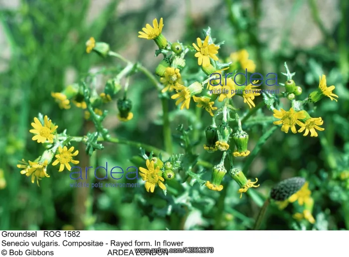 : Common Groundsel - Compositae, rayed form : Common Groundsel - Compositae, rayed form