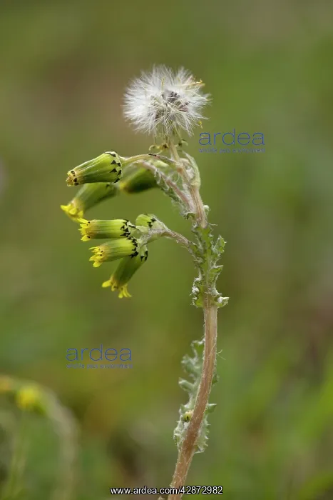 : Common groundsel, in flower and fruit : Common groundsel, in flower and fruit