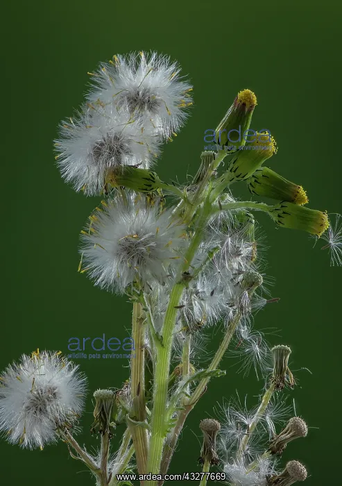 : Common Groundsel, Senecio vulgaris, in flower and : Common Groundsel, Senecio vulgaris, in flower and