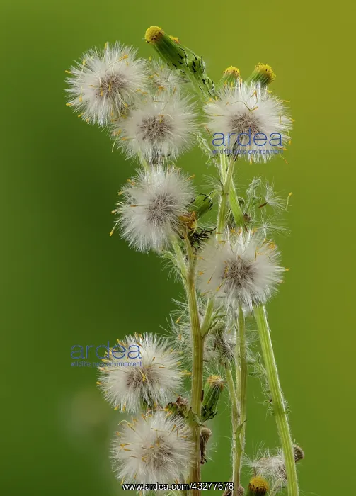: Common Groundsel, Senecio vulgaris, in flower and : Common Groundsel, Senecio vulgaris, in flower and