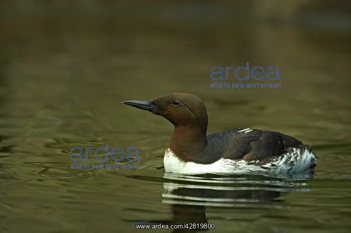 : Common Guillemot : Common Guillemot