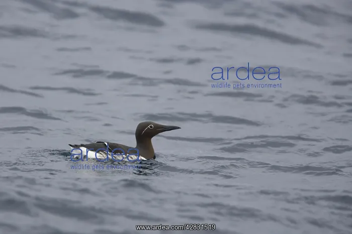 : Common Guillemot - bridled form at sea in winter : Common Guillemot - bridled form at sea in winter