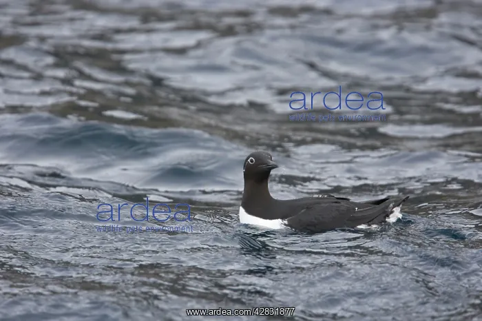 : Common Guillemot - bridled form at sea in winter : Common Guillemot - bridled form at sea in winter