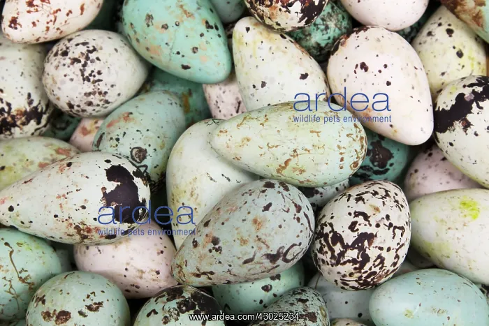 : Common Guillemot - eggs on sale in supermarket : Common Guillemot - eggs on sale in supermarket