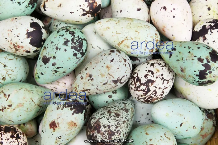 : Common Guillemot - eggs on sale in supermarket : Common Guillemot - eggs on sale in supermarket