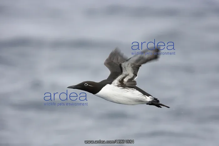 : Common Guillemot - flying over winter sea : Common Guillemot - flying over winter sea