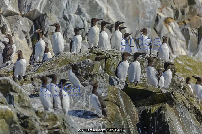 : Common guillemot - a group of adult guillemots standing : Common guillemot - a group of adult guillemots standing