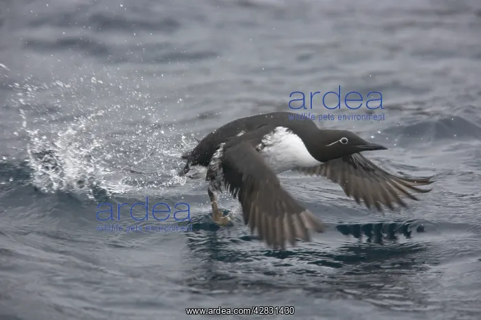 : Common Guillemot - taking off from winter sea : Common Guillemot - taking off from winter sea