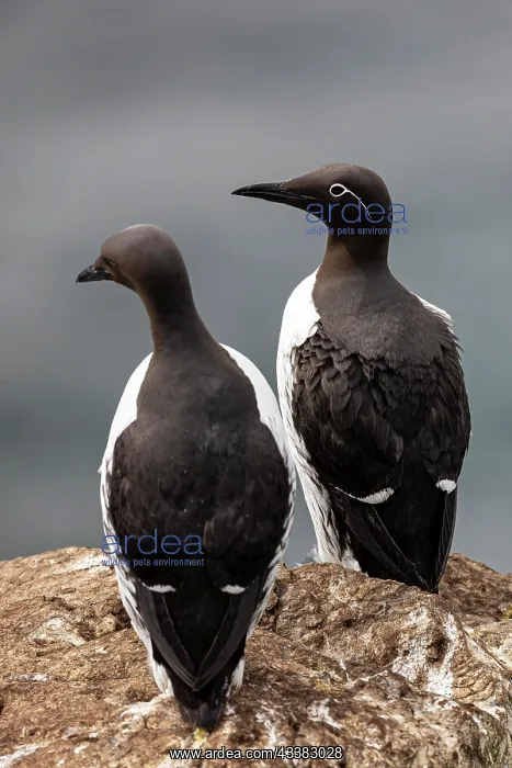: Common Guillemot (Uria aalge), breeding pair, Horneya : Common Guillemot (Uria aalge), breeding pair, Horneya