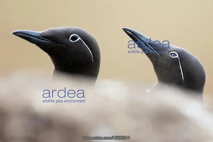 : Common Guillemot (Uria aalge), breeding pair, Horneya : Common Guillemot (Uria aalge), breeding pair, Horneya