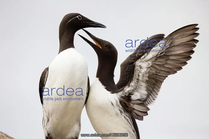  : Common Guillemot (Uria aalge), breeding pair in