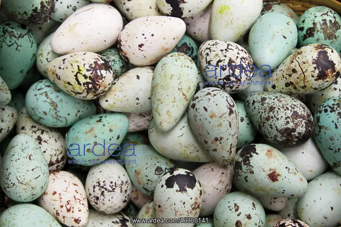 : Common Guillemot (Uria aalge) eggs, for sale in : Common Guillemot (Uria aalge) eggs, for sale in