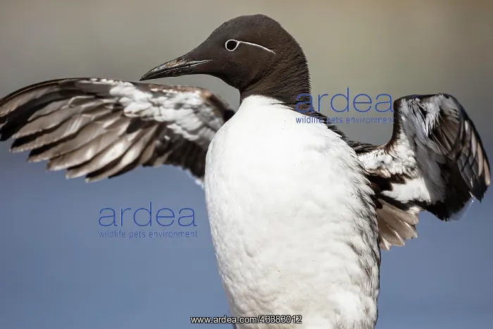 : Common Guillemot (Uria aalge), Horneya Island, Varde : Common Guillemot (Uria aalge), Horneya Island, Varde