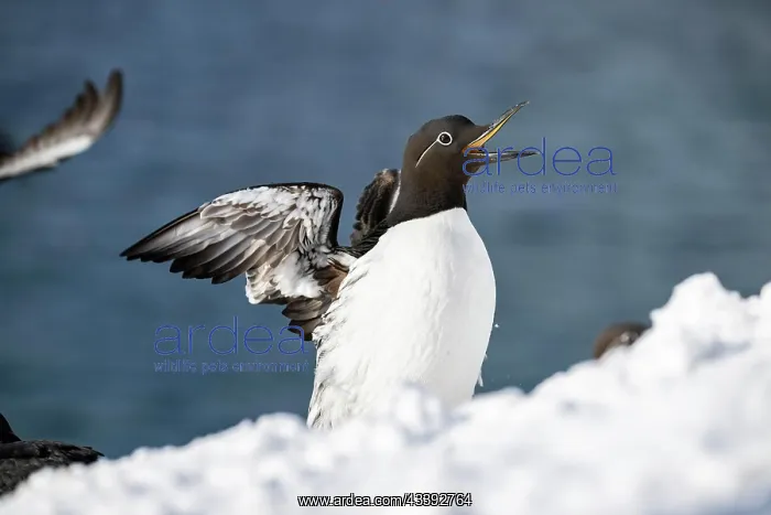 : Common guillemot (Uria aalge) with outstretched : Common guillemot (Uria aalge) with outstretched