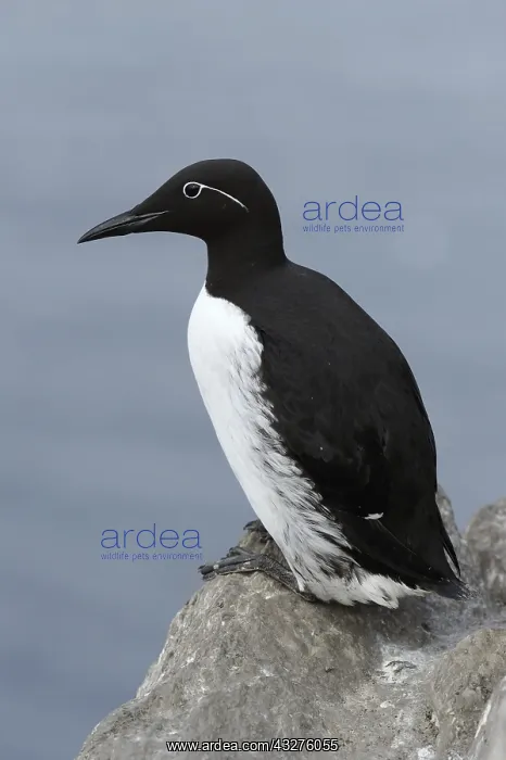 : Common Guillemot (Uria aalge) resting on rock o : Common Guillemot (Uria aalge) resting on rock o