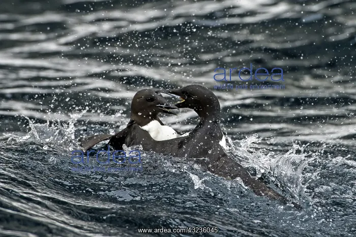 : Common Guillemots fighting in the water : Common Guillemots fighting in the water