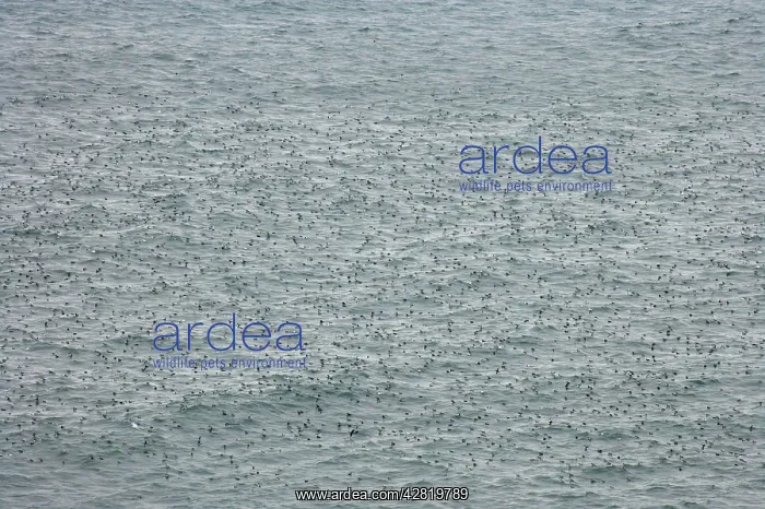 : Common Guillemots on Sea : Common Guillemots on Sea