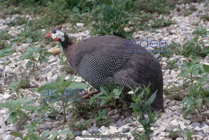 : Common Guinea Fowl : Common Guinea Fowl