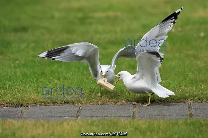 : Common Gull - 2 birds squabbling over bread : Common Gull - 2 birds squabbling over bread