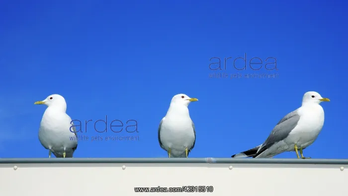 : Common Gull - 3 birds on house roof : Common Gull - 3 birds on house roof