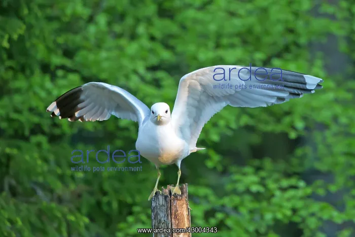 : Common Gull : Common Gull