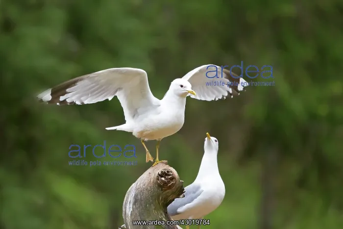 : Common Gull : Common Gull