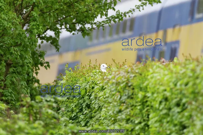 : Common Gull : Common Gull