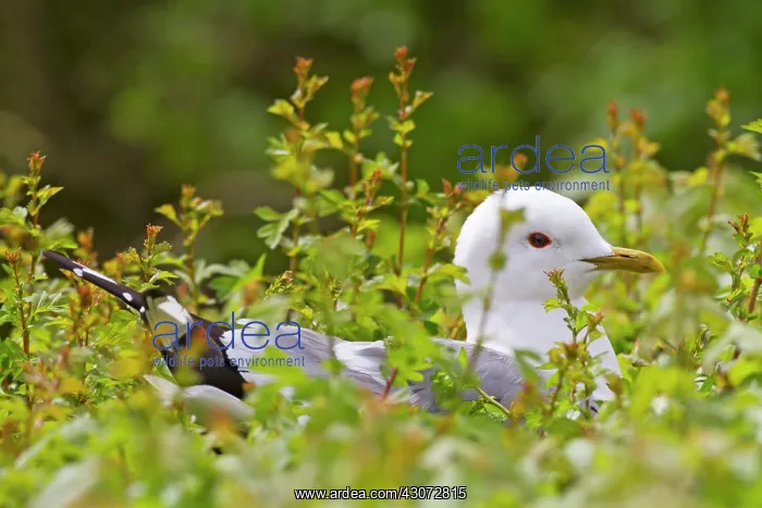 : Common Gull : Common Gull