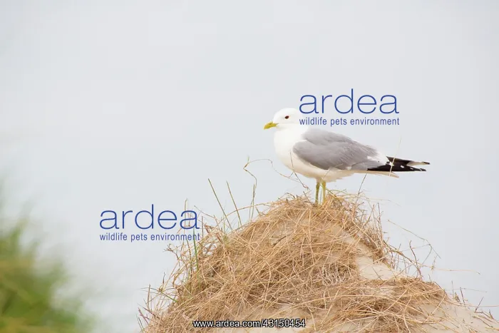 : Common Gull : Common Gull