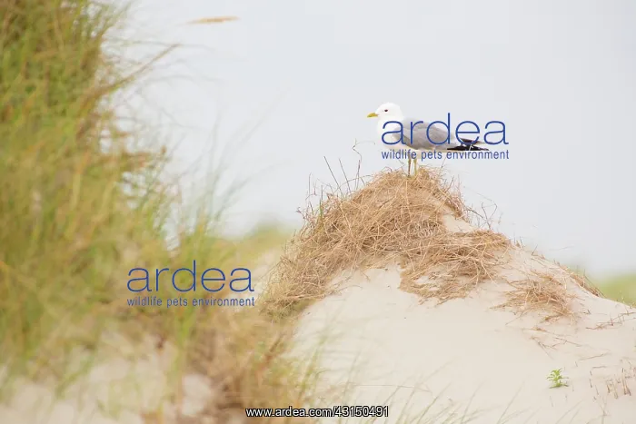 : Common Gull : Common Gull