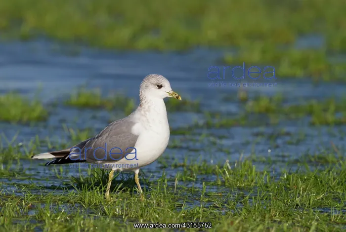 : Common Gull : Common Gull