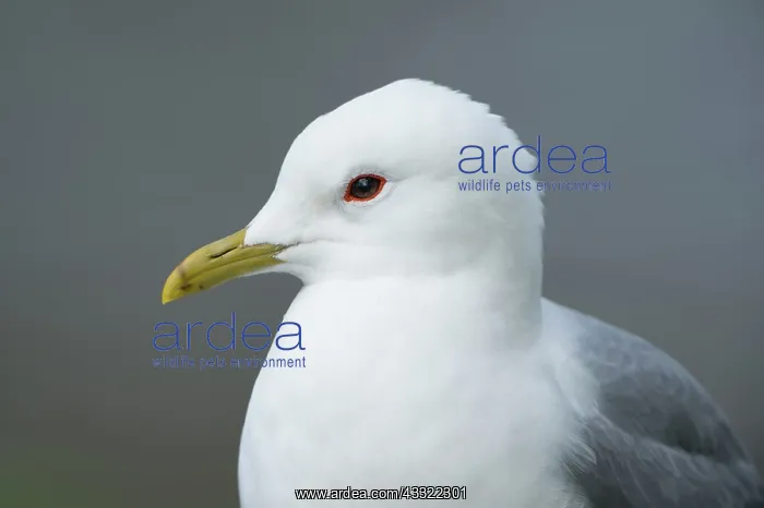 : Common Gull : Common Gull