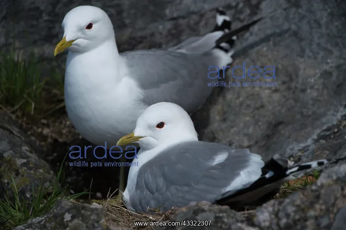 : Common Gull : Common Gull